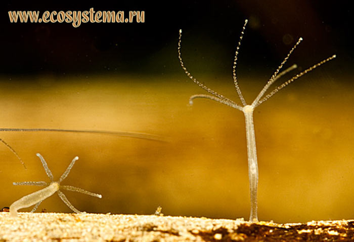 Kraken ссылка